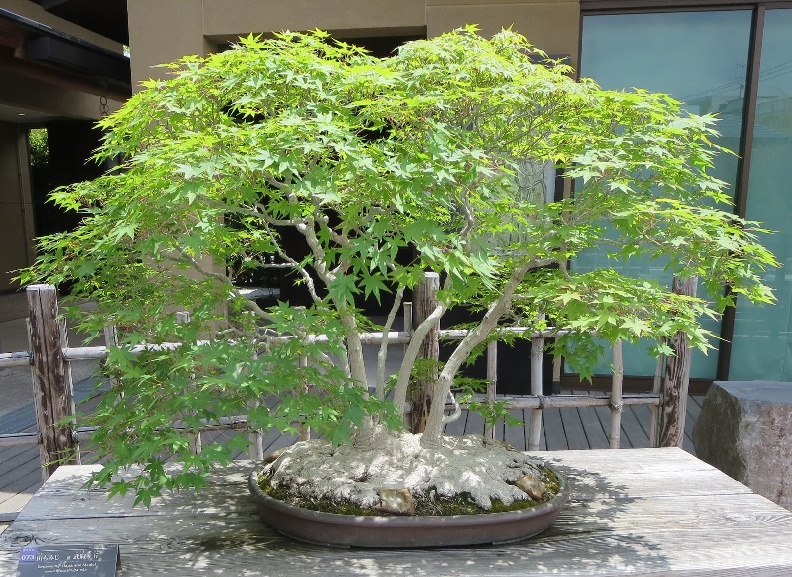 Bonsai Tree: 24+ Amazing Silver Maple Bonsai Pictures.