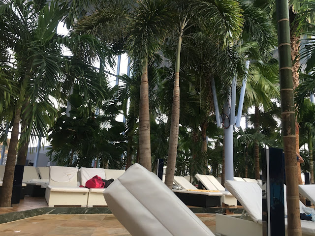 Palmieri si plante de langa piscina de la Palm