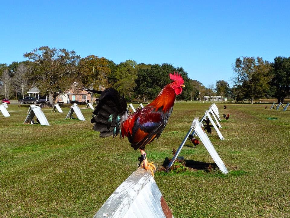 Gallos Y Galleros: Los Albany