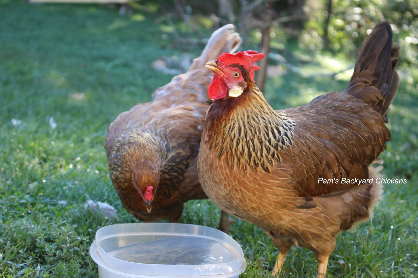 Pam's Backyard Chickens How Do Chickens Drink?