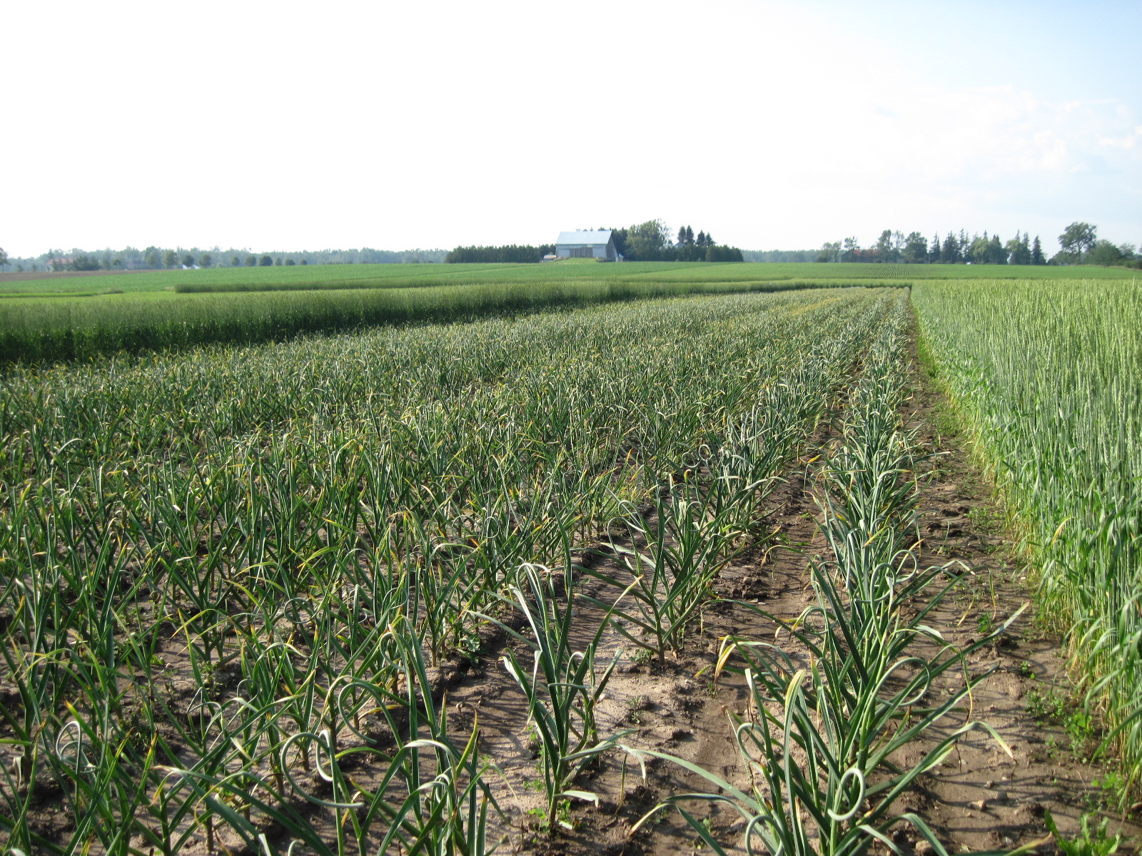 Growing Ontario Garlic Garlic Growing Guide