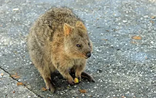 wallaby on the street in australia