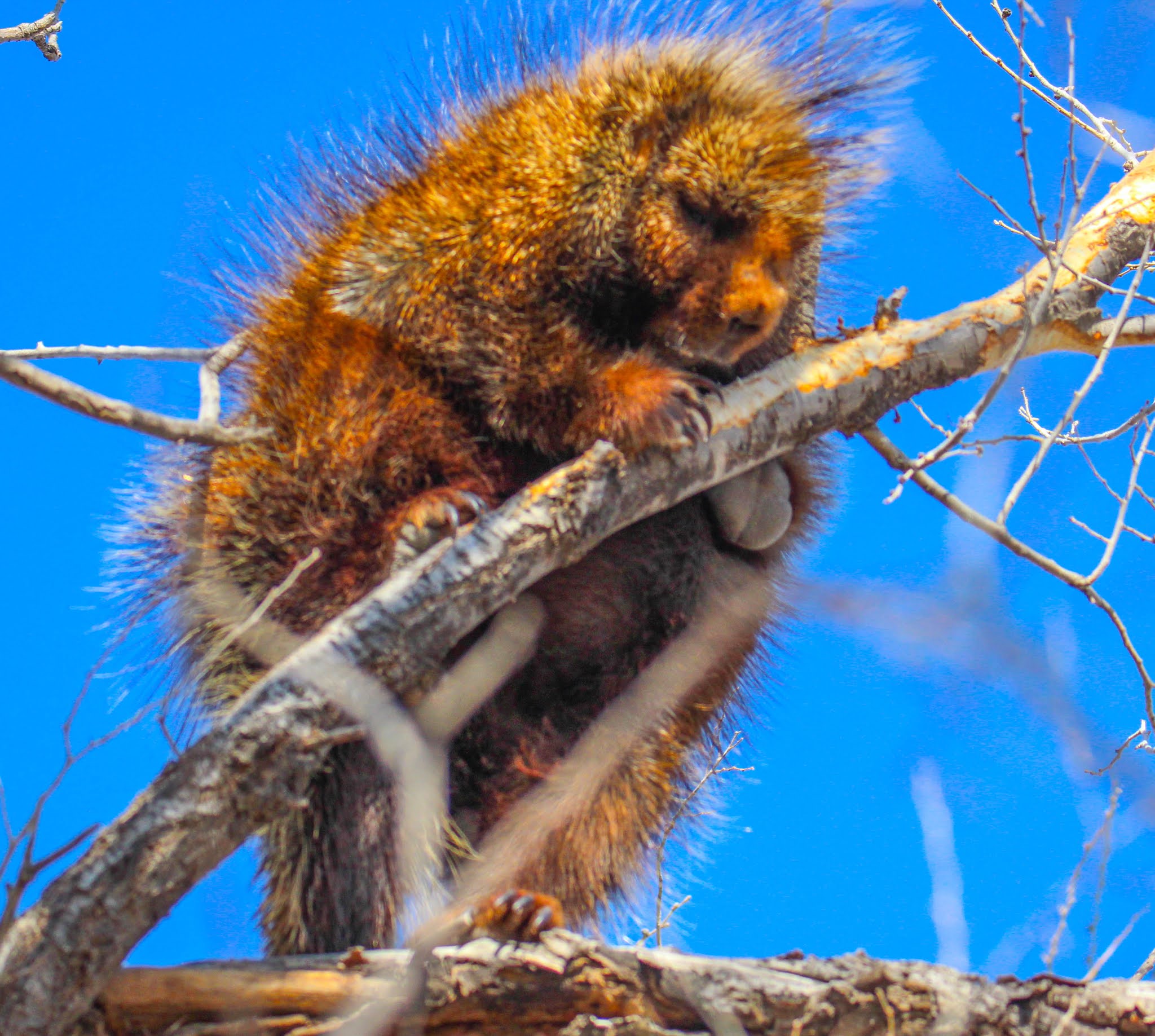 Cannundrums North American Porcupine Texas