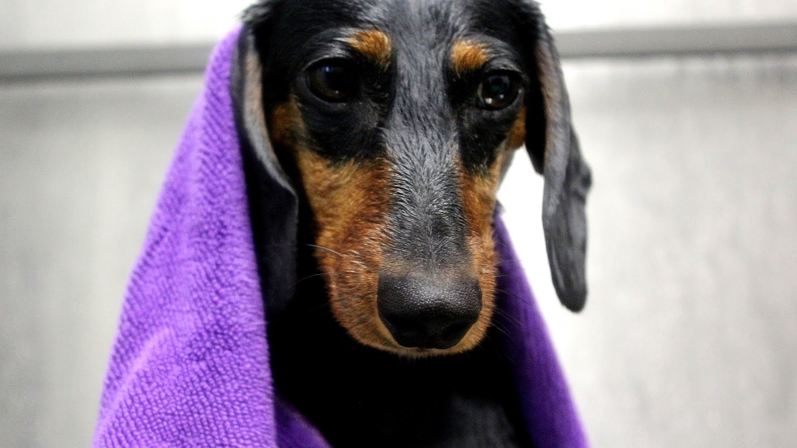 Dog Grooming Grove City Ohio - Dog Choices Dog Grooming Grove City Ohio - Dog Choices