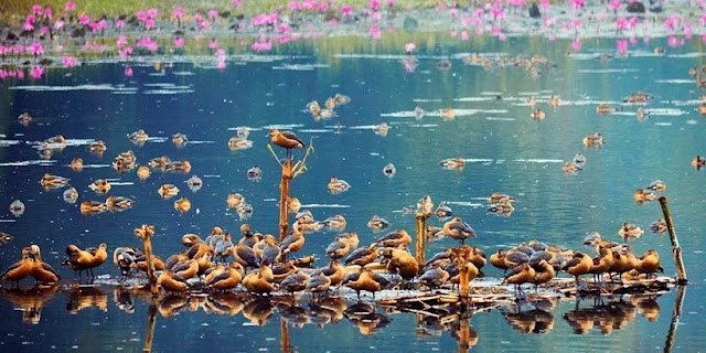 Migratory Birds Of Bangladesh In Jahangirnagar University 