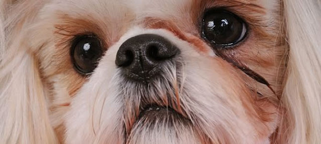 Manchas de lágrima ácida em Shih tzu