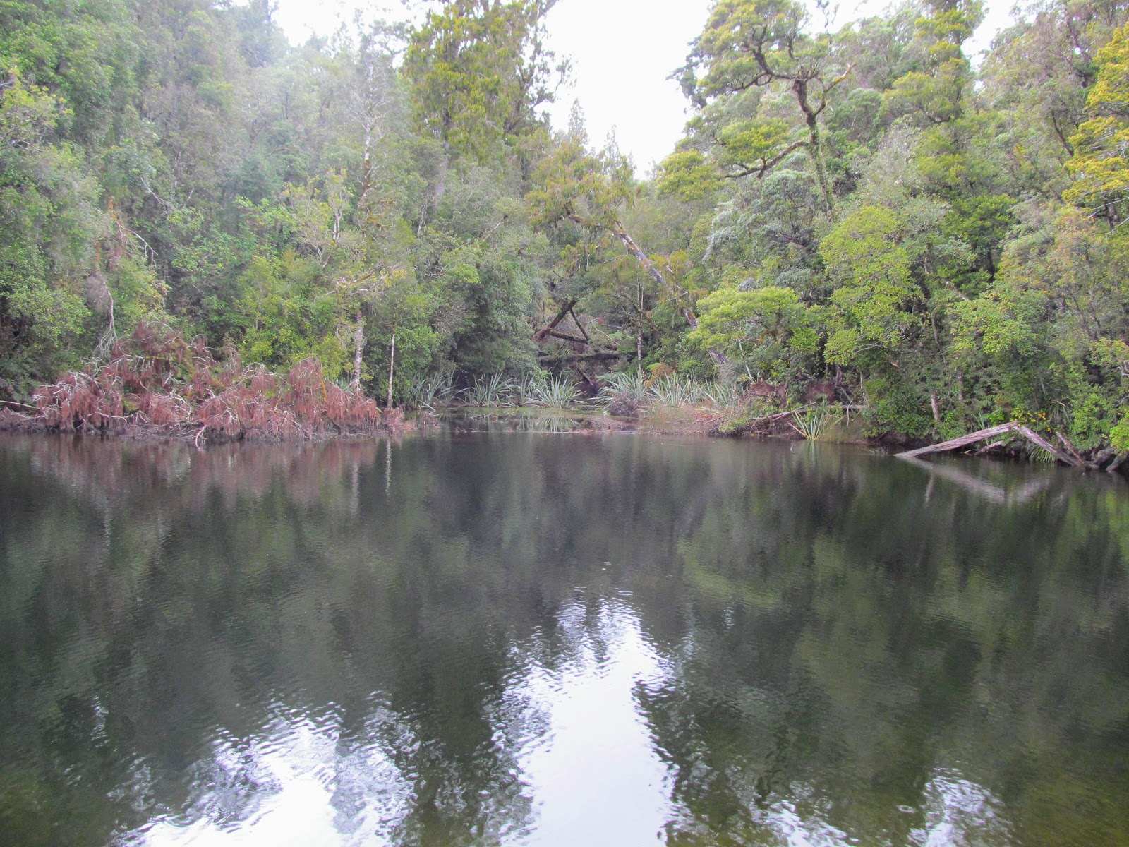 Tramping in the New Zealand backcountry NZ Bush Adventures Hokitika