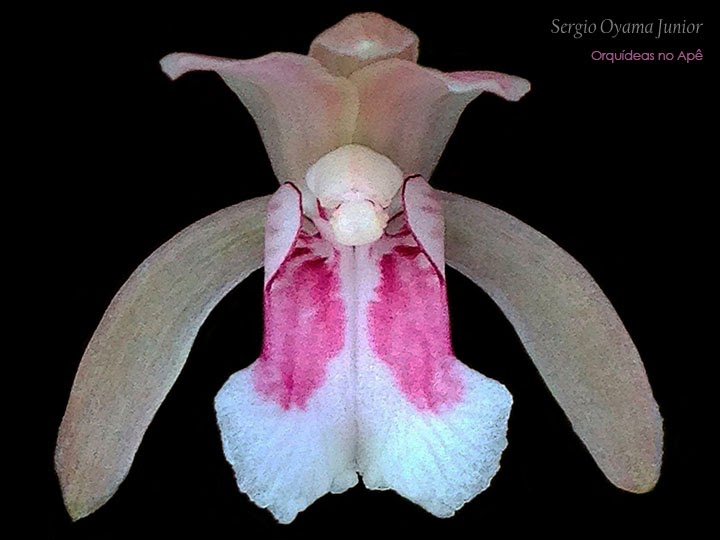 Orquídeas no Apê: Orquídea Oeceoclades maculata