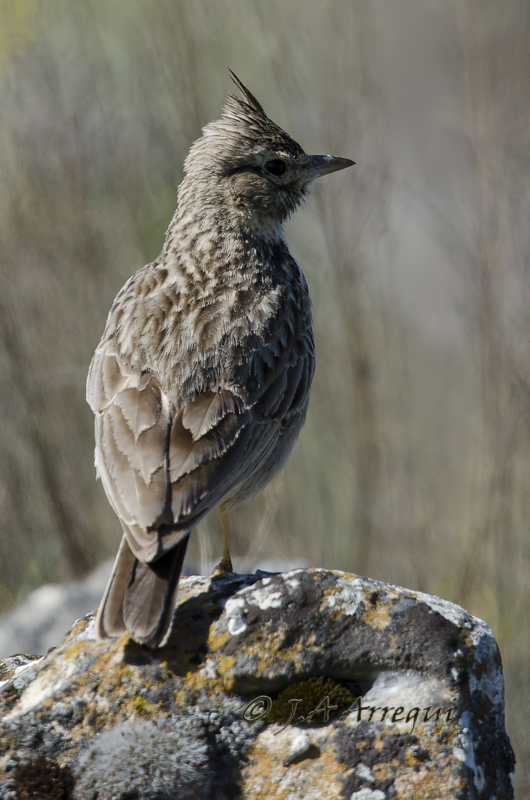 Cogujada montesina, Galerida theklae, Thekla Lark Cogujada montesina, Galerida theklae, Thekla Lark