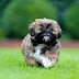 Most Popular Small Dog Breeds in India | Bestfacts.in