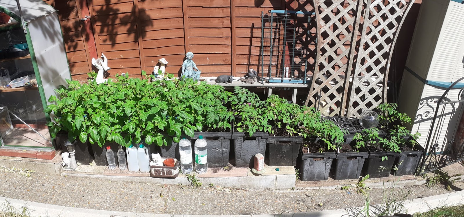 Alans Allotment City Jungle Trellis & Sweet Potatoes