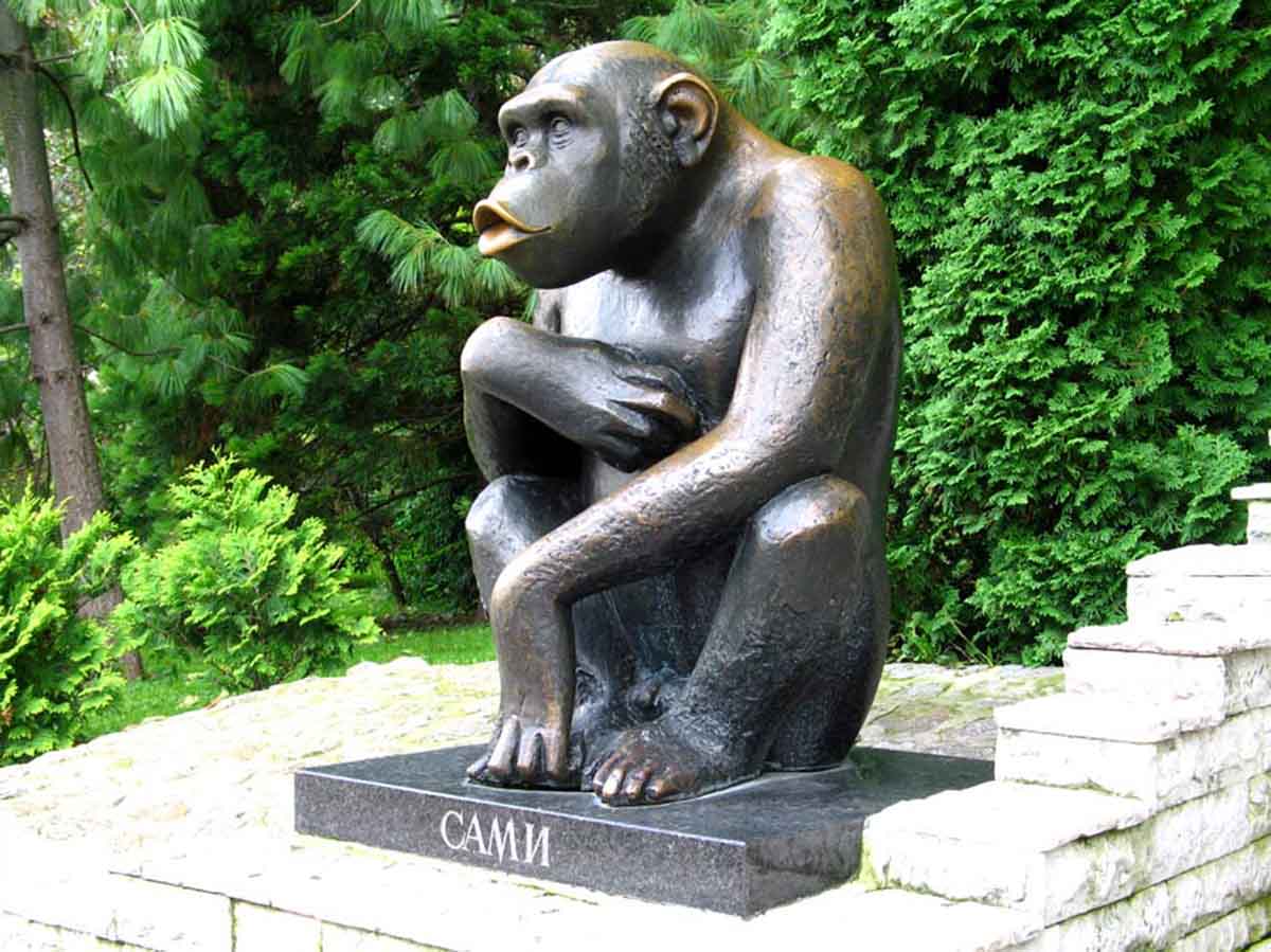 sami chimpanzee vuk bojovic