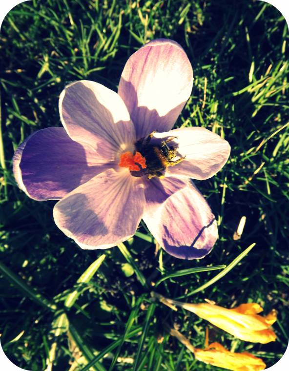 Mr Bumble Bee Covered in Pollen Waking Up For Spring