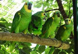 O Papagaio Verde