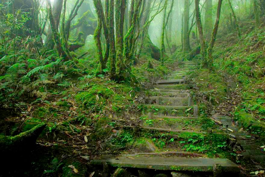 22 Mysterious Forests I’d Love To Get Lost In