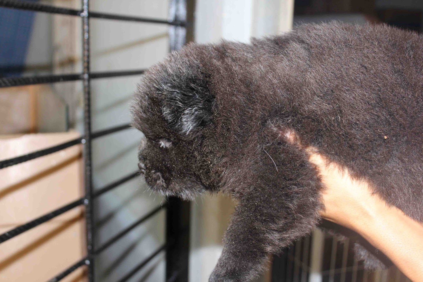 Royal Canin Puppy Food >> LovelyPuppy: Black Chow Chow Puppy WIth MKA Cert Royal Canin Puppy Food >> LovelyPuppy: Black Chow Chow Puppy WIth MKA Cert