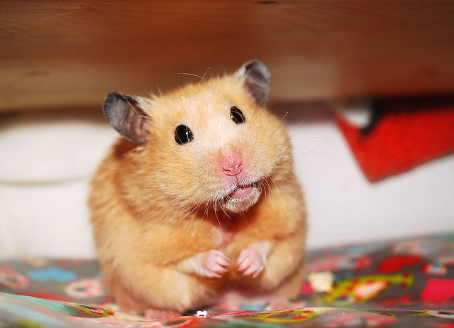 Unexpectedly Funny Things to do with Hamsters When You're Bored | The Ark  In Space