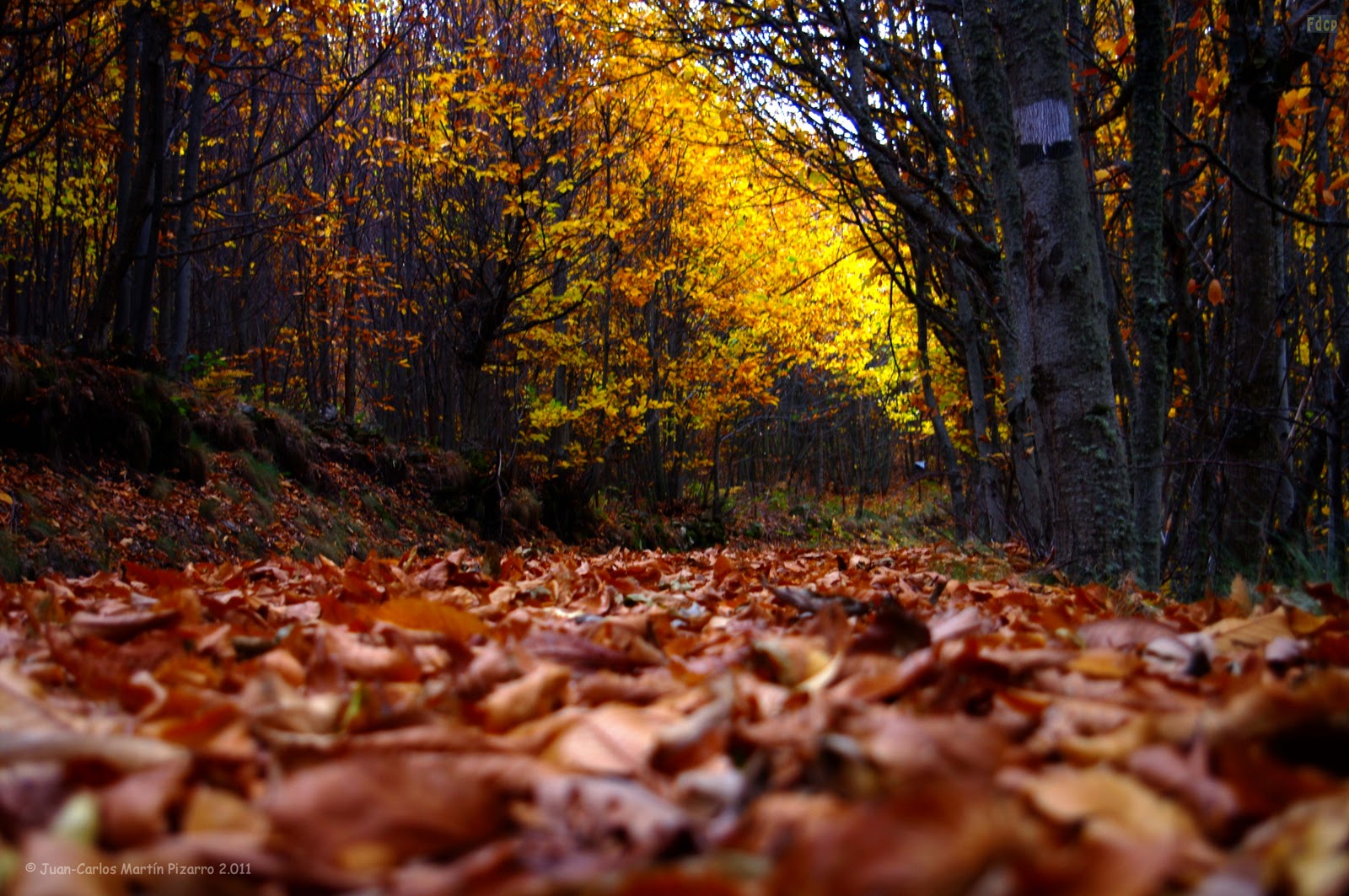 Fotos de cualquier parte A ras