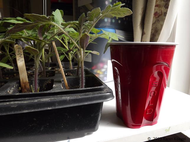 repotting tomato seedlings repotting tomato seedlings