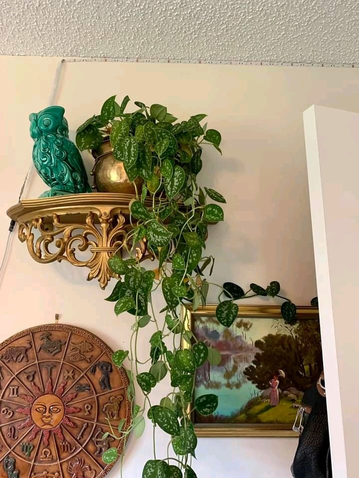 7 Best Indoor Plant for Beginners interior and