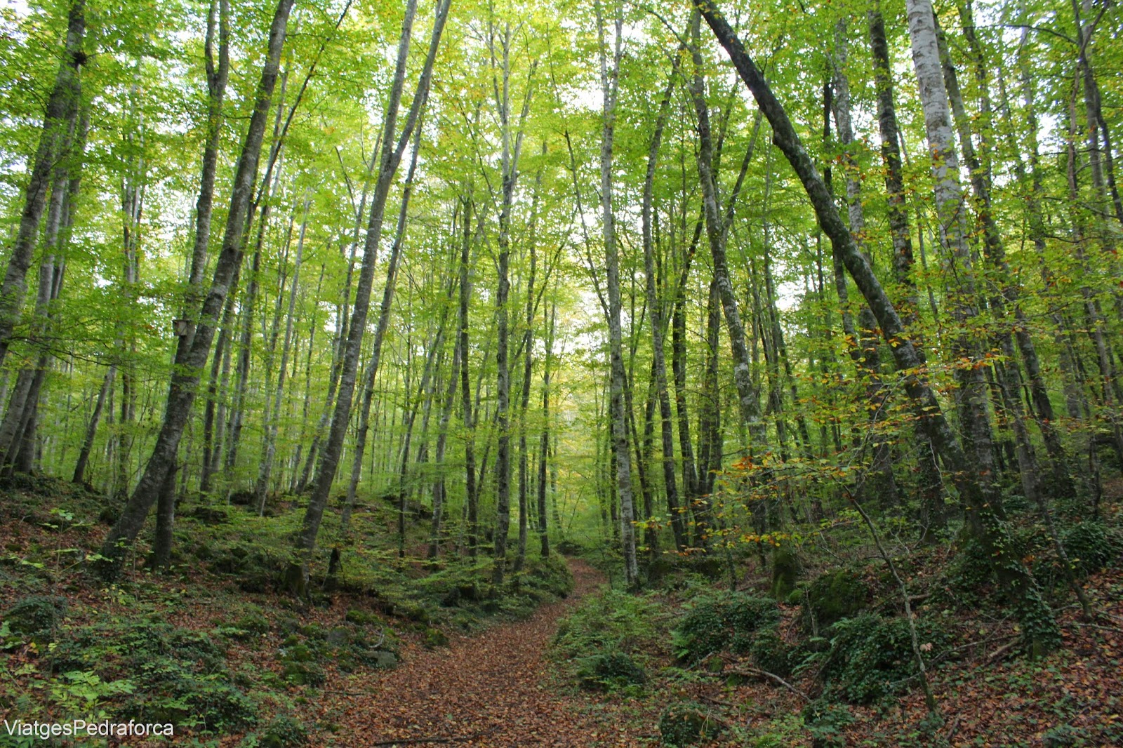 LA GARROTXA, terra de volcans i de fagedes (novembre 2014)