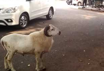 Tafsir Mimpi Dikejar Kambing Putih Berdasarkan Primbon Jawa Dan Menurut  Islam Yg Lengkap