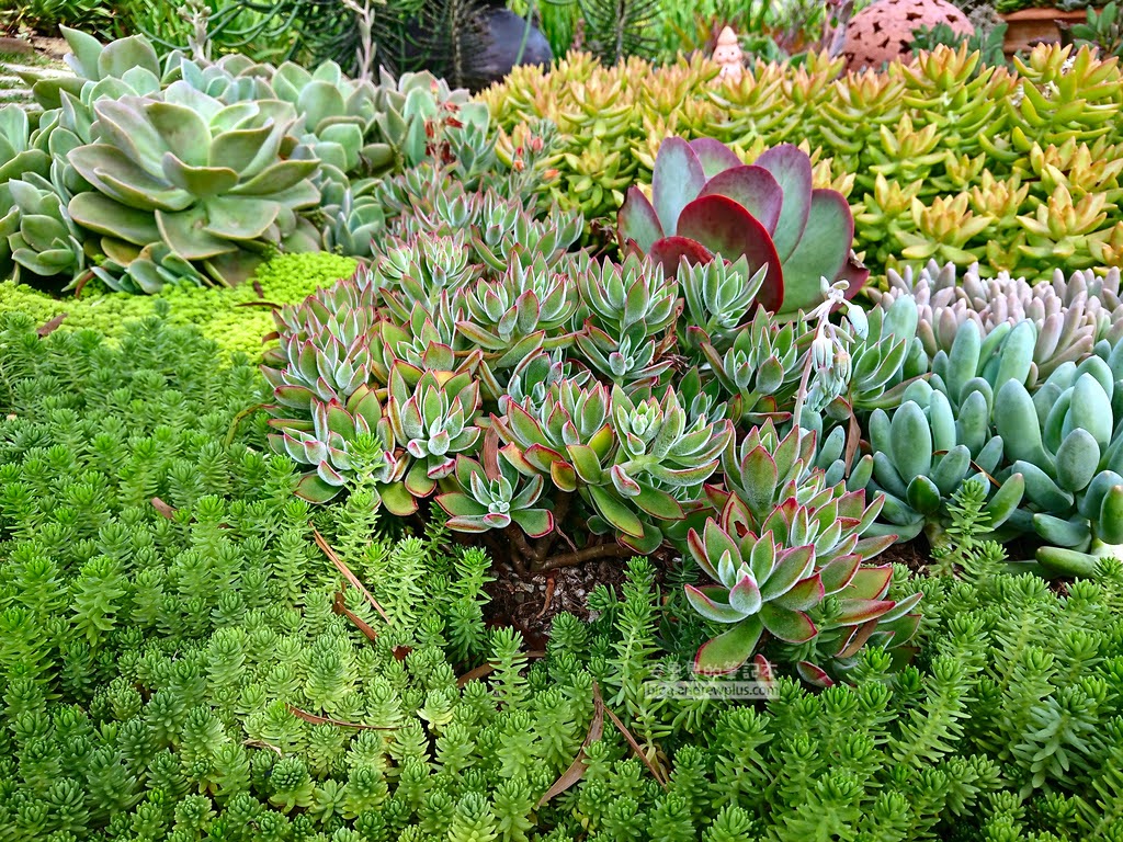 苗栗景點,三義好玩景點,雅聞香草植物工廠門票