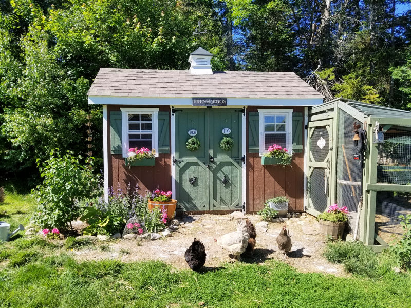 What is the best location for a chicken coop? Top 10 Tips - My Pet Chicken