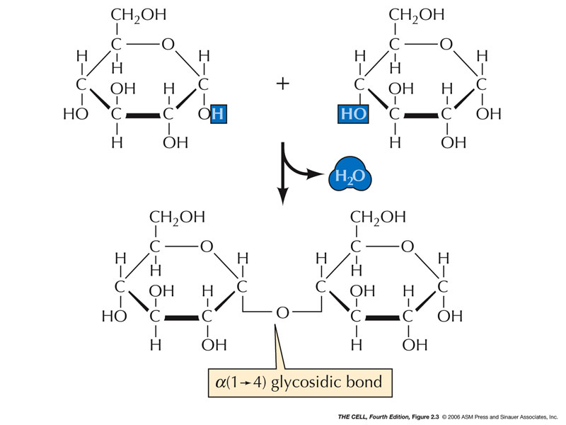 Maltose And Water React To Form Two Molecules Of Glucose In What Process 107