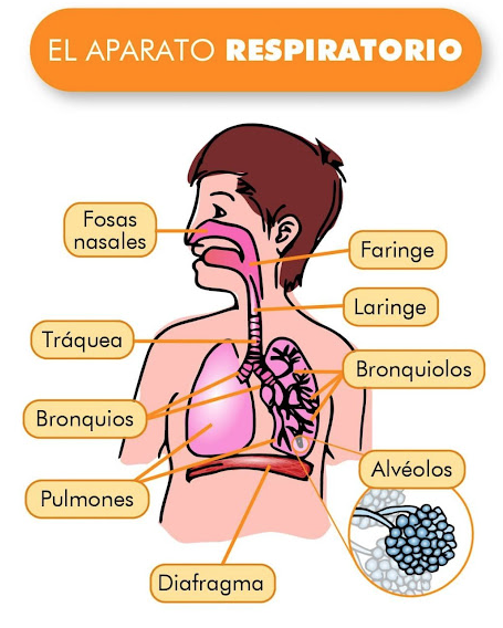 Planificación diaria: Aparato respiratorio. by Rutadegenios.com