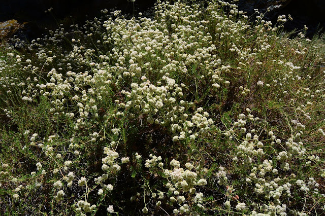 Eriogonum fasciculatum Eriogonum fasciculatum