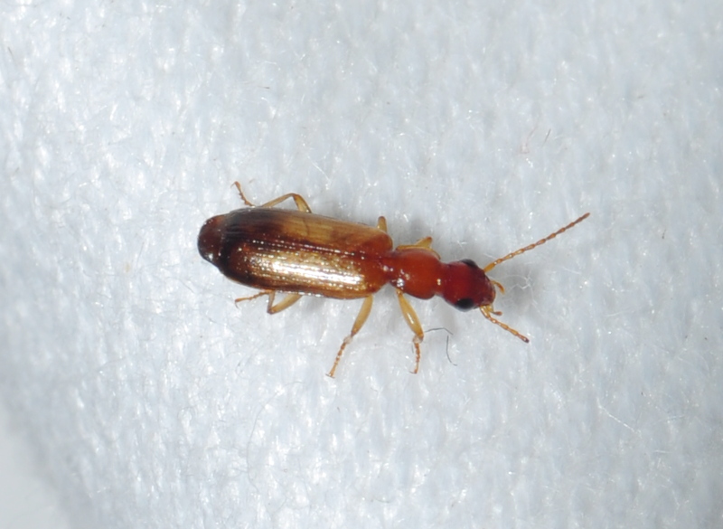 Coleopteros de Villena y comarca Paradromius linearis