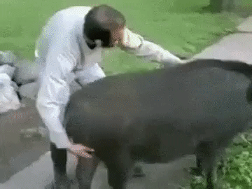 Awww14.gif
