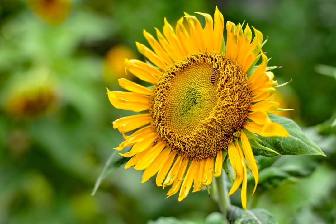 Las Piñas Nursery and Botanical Garden now open It's More Fun With Juan