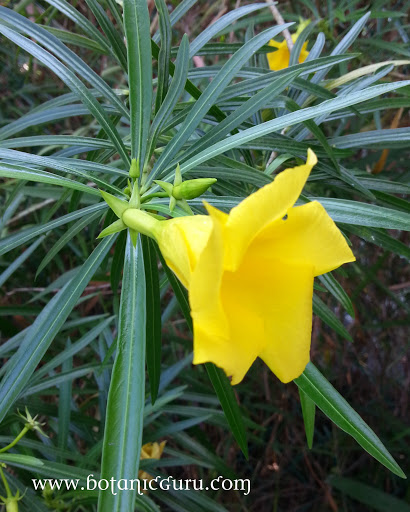 Cascabela thevetia, Yellow Oleander, Be-Still-Tree, Lucky Nut, Mexican Oleander flower and leaves