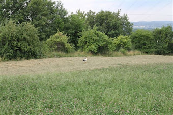 A stork in  nearby hay