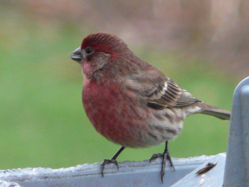 Ben and Joy January 2012