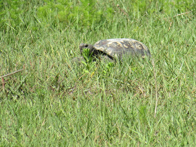 Gopher Turtle Canon SX410 IS Camera www.sewplus.blogspot.com