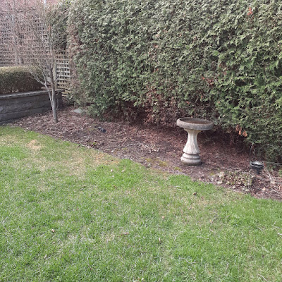 Chaplin Estates Midtown Toronto Spring Cleanup Before by Paul Jung Gardening Services--a Small Toronto Gardening Company