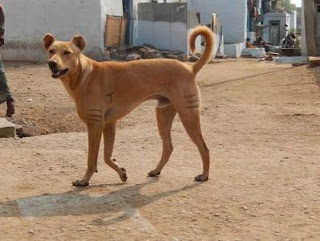 Pandikona dog picture
