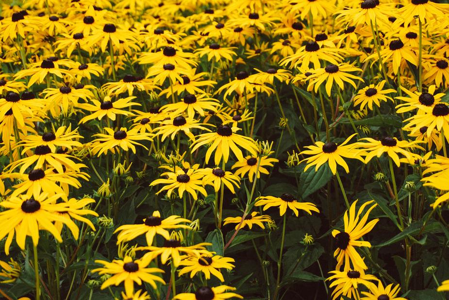 Flower Wallpaper Download Flower Wallpaper Download