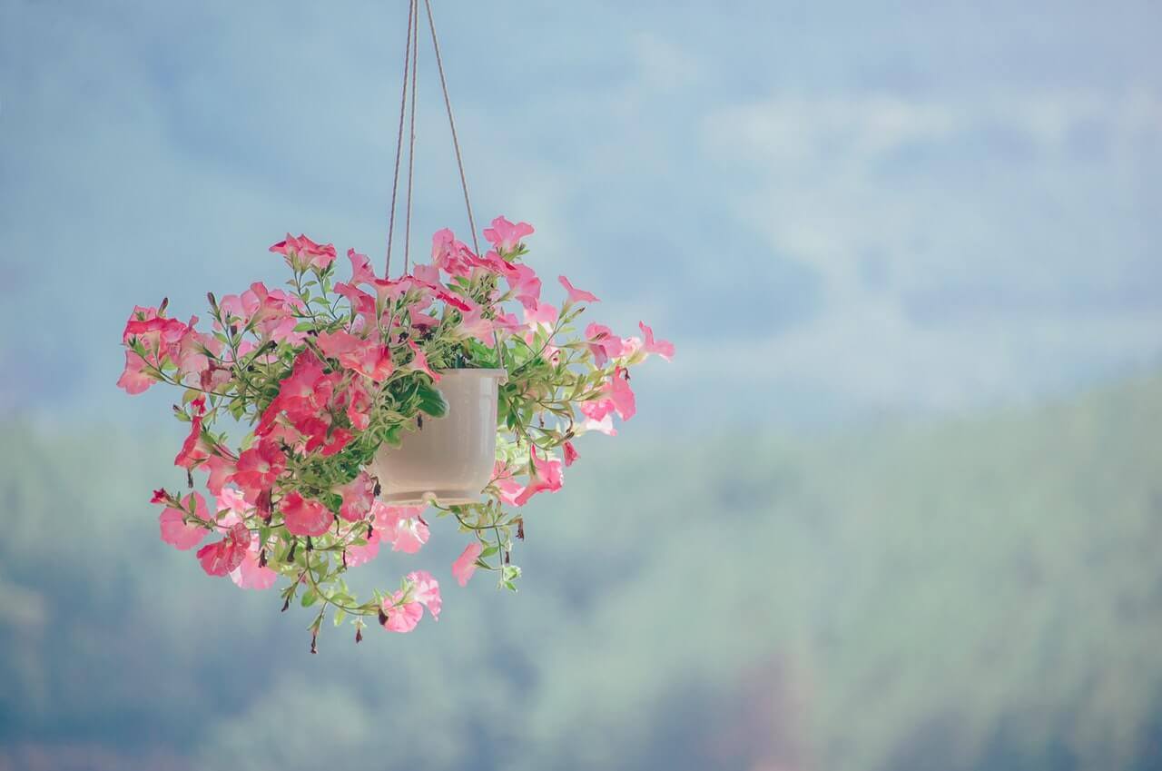 Pink Flowers Pink Flowers