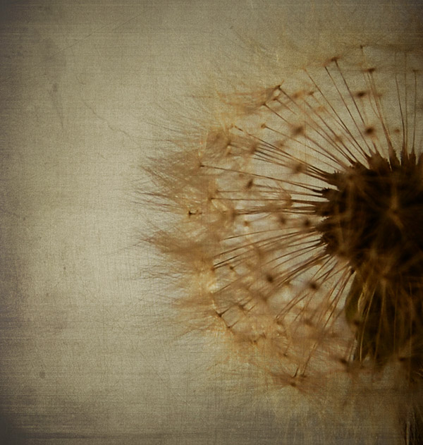 Parmakucu Dokunuşları&hellip; Ve Gelir Karahindiba Mevsimi..