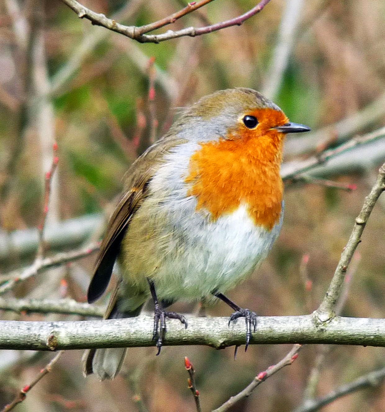 Wild and Wonderful The (Nonevent) Eclipse from a Suffolk Window