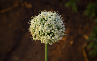 Onion flower