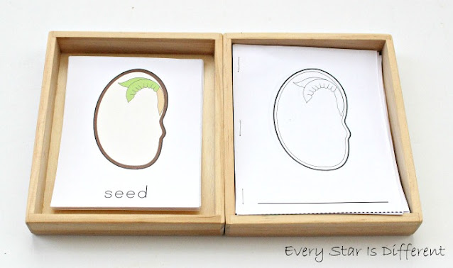 Parts of a seed learning activities and free printables/