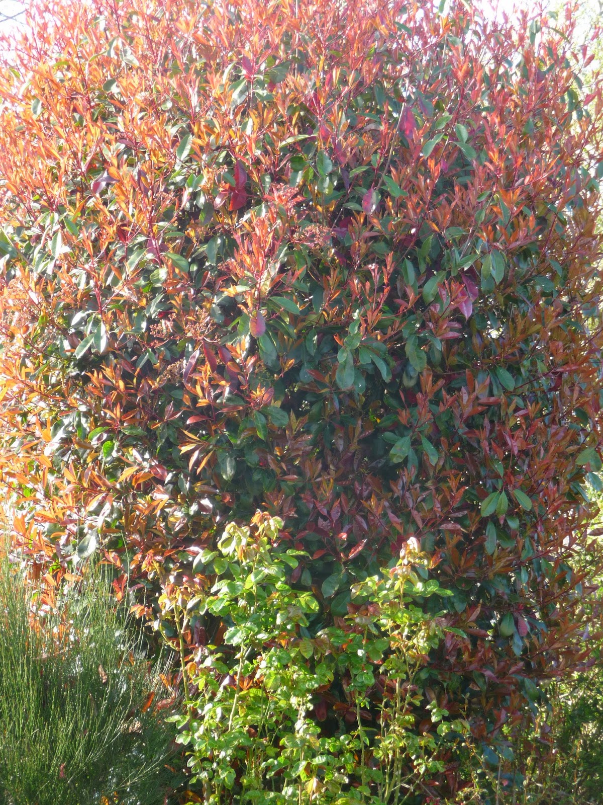 Ma Terre De Bruyere Reparlons Du Photinia X Fraseri Red Robin