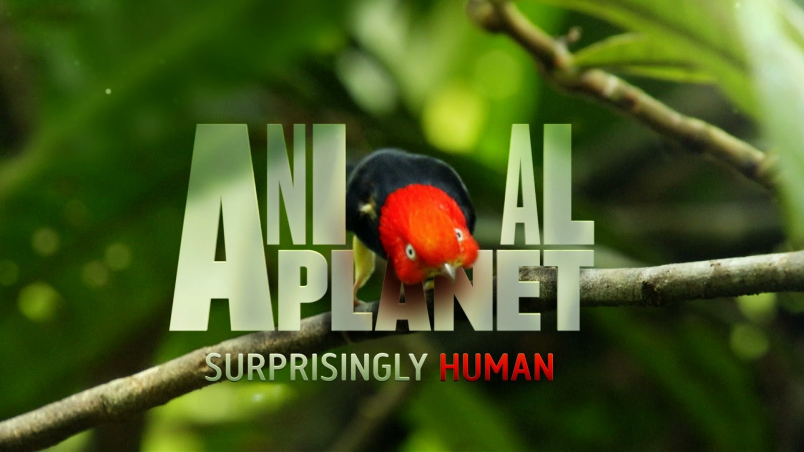 Documentales L y M La historia de Animal Documentales L y M La historia de Animal