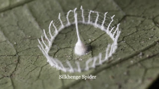 Silkhenge Spider