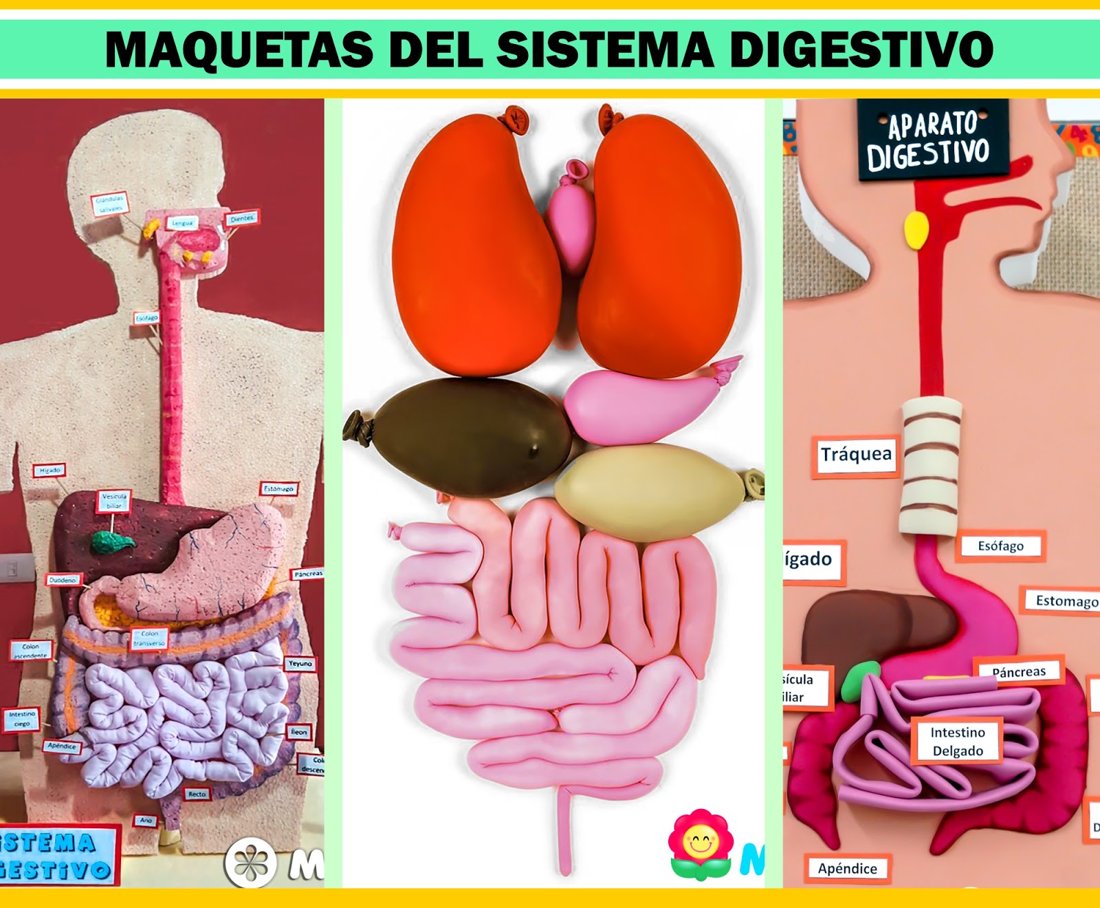 Sistema Digestivo En Maqueta Del Sistema Digestivo Sistema Images